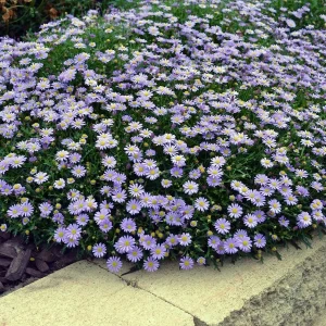 Brachyscome ‘Mauve Delight’