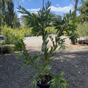 Callistemon citrinus ‘White Anzac’