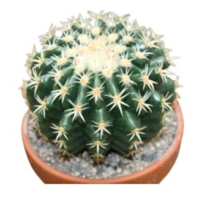 Barrel or Ball Cactus