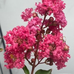 LAGERSTROEMIA TUSCARORA 330MM