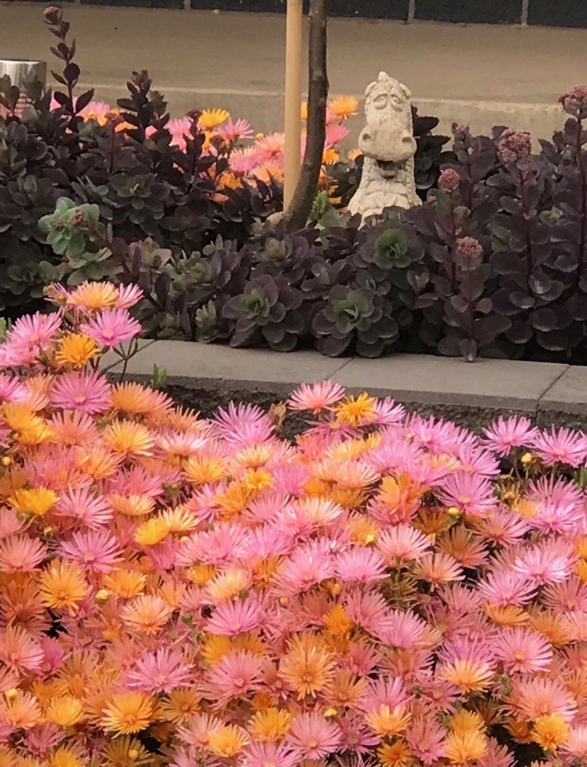 MESEMBRYANTHEMUM CANDY PINK PIGFACE 140MM - Image 4