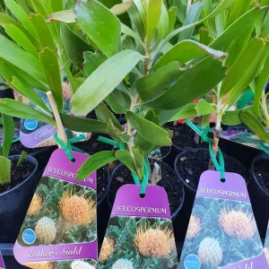 Leucospermum ‘Esther’s Gold’