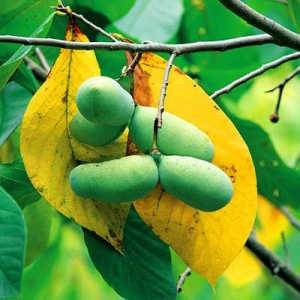 Rappahannock™ Pawpaw