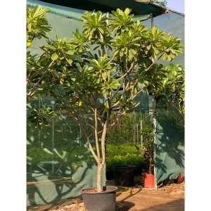 PLUMERIA – 2 MTR HEIGHT AND 2 MTR TOPIARY -WHITE FLOWERS