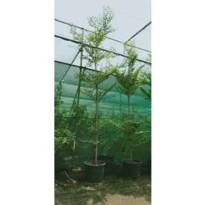BUCIDA BUCERAS – HEIGHT 3 M