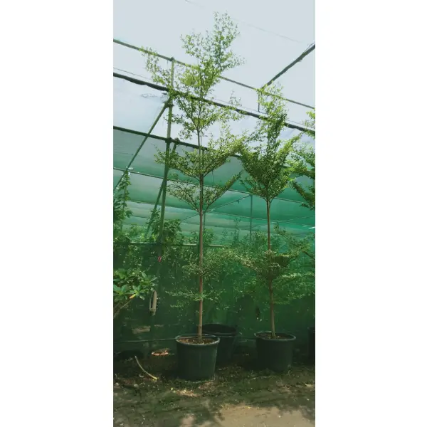 BUCIDA BUCERAS – HEIGHT 3 M - Image 2