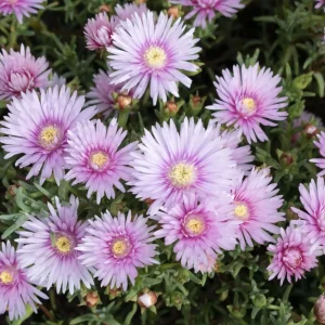 Lampranthus ‘Mauve Explosion’