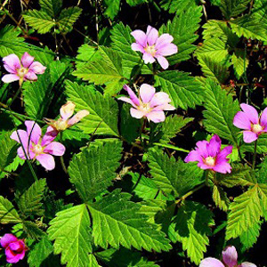 Sophia Arctic Raspberry