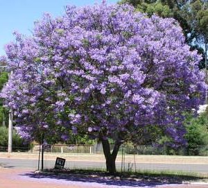 Jacaranda mimosifolia – Jacaranda