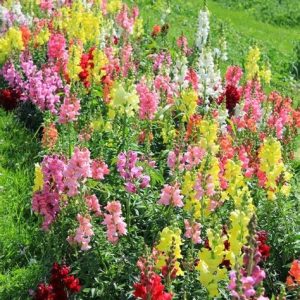 Antirrhinum F1 Hybrid – Snapdragon Liberty Classic Mix seeds x50