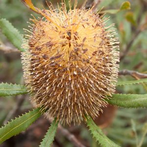 Banksia ornata – Desert Banksia Seeds x5