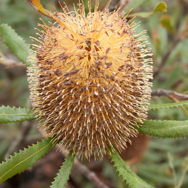 Banksia ornata – Desert Banksia Seeds x5