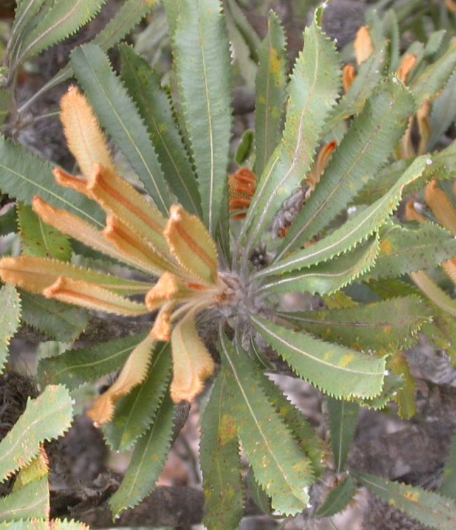 Banksia ornata – Desert Banksia Seeds x5 - Image 3