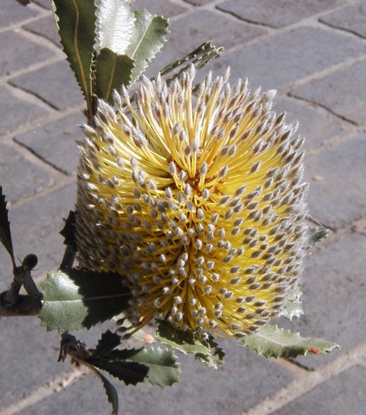 Banksia ornata – Desert Banksia Seeds x5 - Image 4