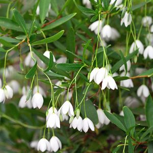 Billardiera fusiformis alba syn Sollya heterophylla alba – White W.A. Bluebell Creeper seeds x30