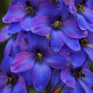 Consolida ajacis syn Delphinium consolida – Delphinium Pacific Black Knight seed x50