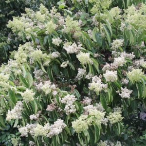 Ehretia acuminata