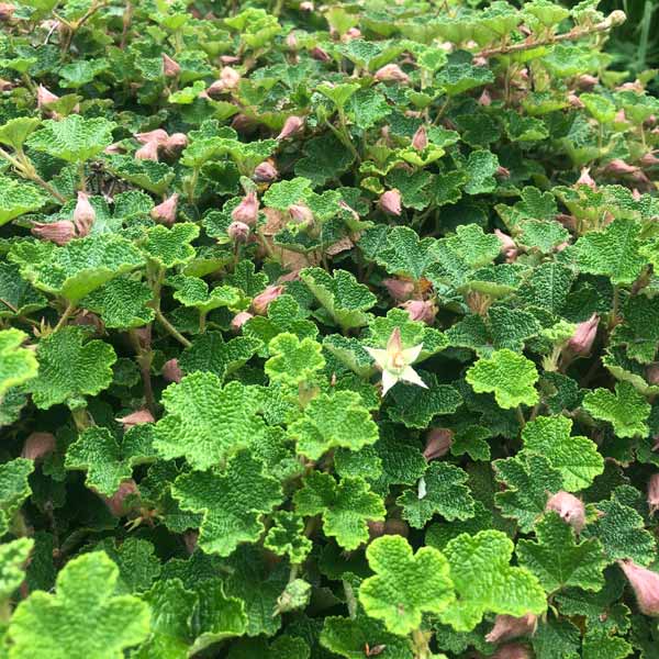 Formosan Carpet Raspberry - Image 2