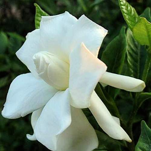 Gardenia jasminoides – Cape Jasmine seeds x30
