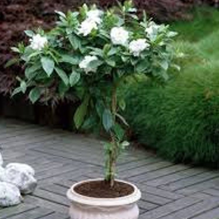 Gardenia jasminoides – Cape Jasmine seeds x30 - Image 4
