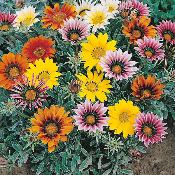 Gazania rigens cv – Talent Mix seed x15 - Image 2