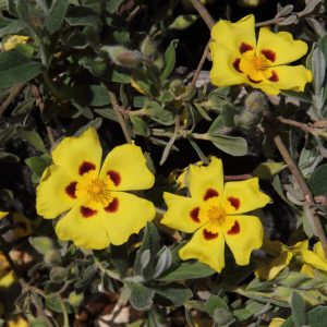 Halimium lasianthum subsp. formosum ‘Sandling’