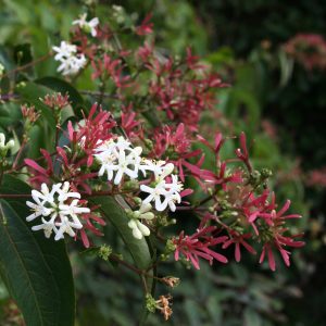 Heptacodium miconioides