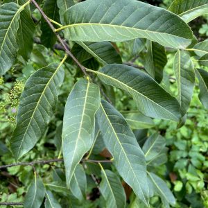 Quercus engleriana