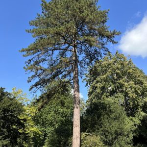 Pinus nigra subsp. laricio