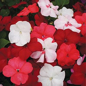 Impatiens walleriana cv – Impatiens Xtreme Summer Berrie seeds x30