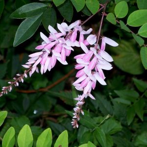 Indigofera australis – Native Indigo seeds X 5 grams – approx 1650 seeds (bulk)