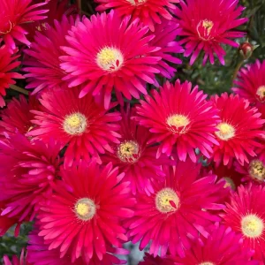 Lampranthus ‘Red Explosion’