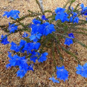 Lechenaultia biloba – Blue Lechenaultia seeds X 25