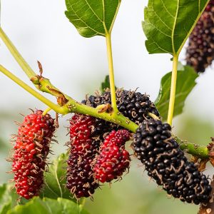 High Yield – Giant Sweet Southern Black Mulberry Tree (morus nigra)