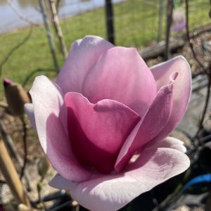 Magnolia – Cameo