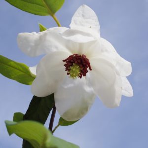 Magnolia wilsonii