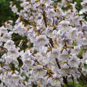 Paulownia kawakamii