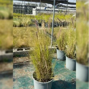 PENNISETUM SETACEUM