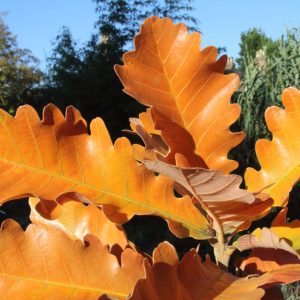 Quercus dentata ‘Sir Harold Hillier’