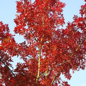 Quercus shumardii