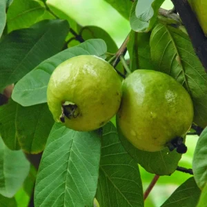 Psidium Guajava (الجوّافة)