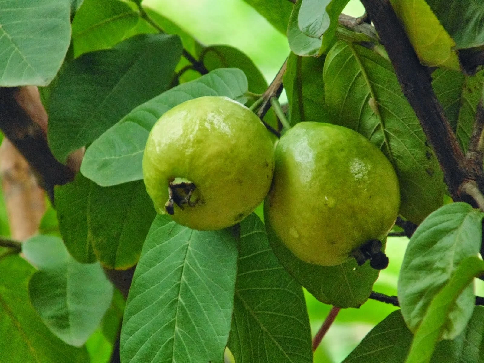 Psidium Guajava (الجوّافة)
