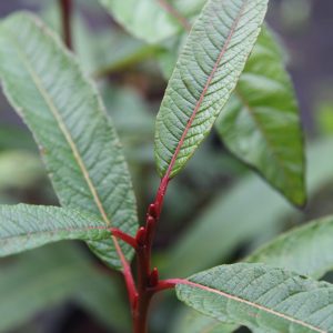 Salix aff. radinostachya
