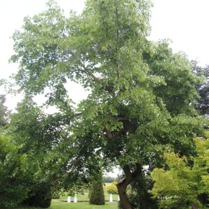 Tilia aff. oliveri Hers 2808