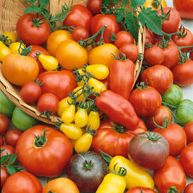 Solanum lycopersicum cv. – Tomato – Heirloom Rainbow Blend seeds x 50