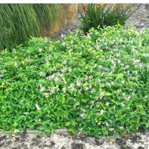 Trachelospermum asiaticum Flat Mat TM ‘FT01’ Star Jasmine