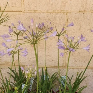 Agapanthus ‘Peter Pan’