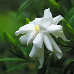 Gardenia ‘Four Seasons’