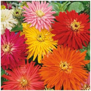 Zinnia elegans cv. – Zinnia Happy Talk seeds x 500 (bulk)