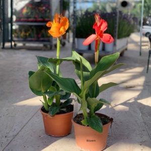 Canna Lily – Canna Indica Mixed                                   (1 Plant)